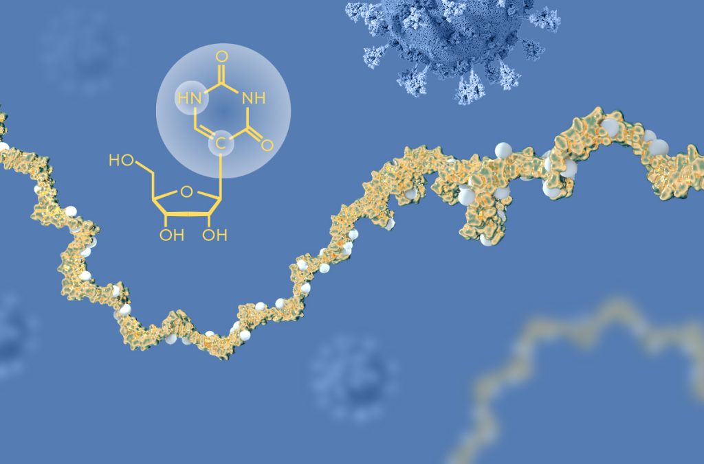 A blue background with COVID-19 virus and a yellow strand of modified mRNA. Also shown is the chemical structure of pseudouridine, an RNA base that was important in the prize-awarded discovery. The graphic represents the 2023 Nobel Prize in Physiology or Medicine awarded to Katalin Karinkó and Drew Weissman who received the Nobel Prize in Physiology or Medicine for their discoveries concerning nucleoside base modifications that enabled the development of effective mRNA vaccines against COVID-19.
