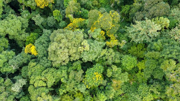 Sols en Or : Pourquoi les Entreprises Devraient Miser sur la Conservation des Terres